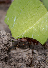Ant carrying leaf parts to its nest