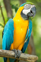 Macaw
