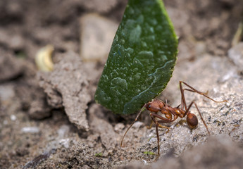 Ant carrying leaf parts to its nest