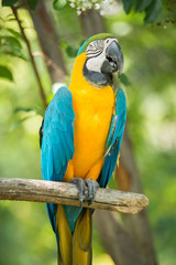 Macaw