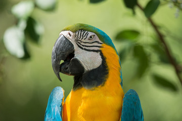 Macaw