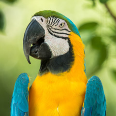 Macaw