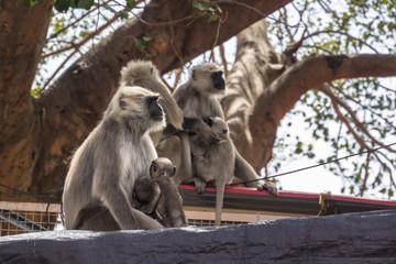 monkeys at Rishikesh