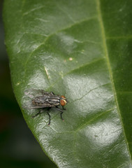 Gold and black fly resting on a leaf
