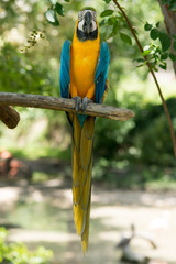 Macaw