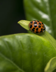 Spotted orange ladybug on a leaf