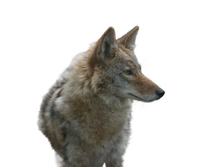 Fototapeta premium Coyote Portrait , close up