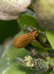 Reticulated netwinged beetle on a branch
