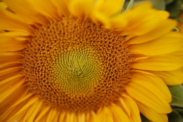 Sunflower for sale at the farmers market 