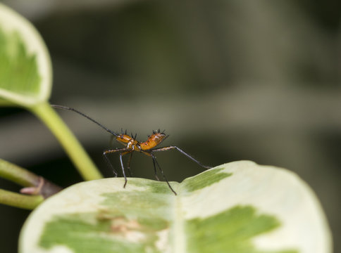 Genus zelus or assassin orange bug hanging on a leaf