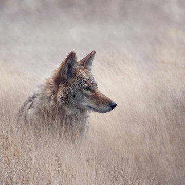 Close Up image of Coyote