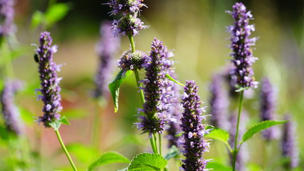 Flowers in a garden in Antwerp.