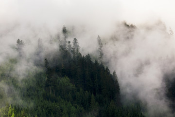 Forest in fog. Evergreen trees in clouds. Mysterious landscape