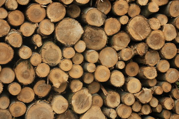 Chopped fuel wood in a forest