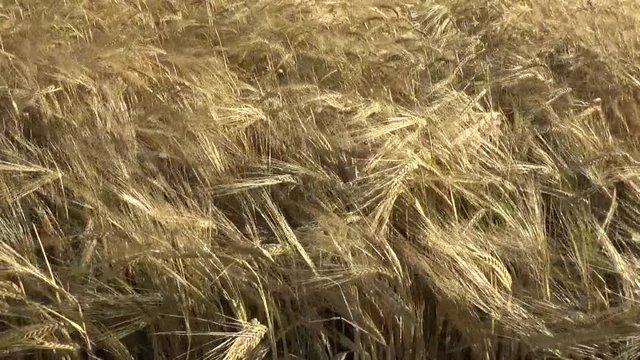 kłosy zboża poruszane przez wiatr