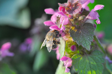 Bumble bee pollinating a wild flower in spring. Honey bee feeding in garden
