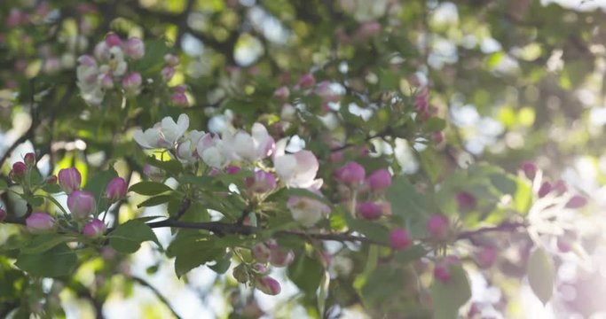slow motion handheld pan shot of light pink apple tree blossom