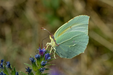 Kleopatrafalter saugt Nektar an einer Blüte