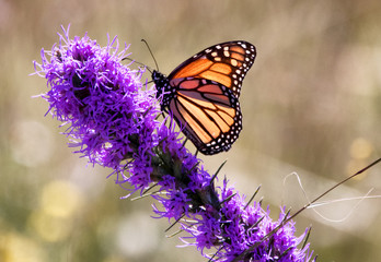 Monarch