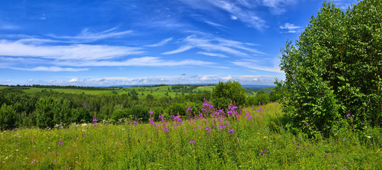Summer landscape with the blossoming meadow