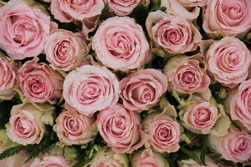 Fototapeta na wymiar Mixed pink roses