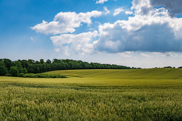 Field The Summer Denmark
