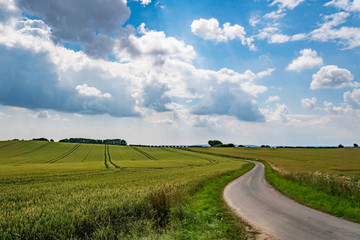 Field in the summer in Denmark