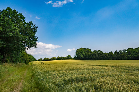 Field in the summer in Denmark