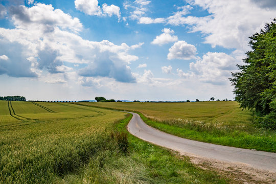 Field in the summer in Denmark