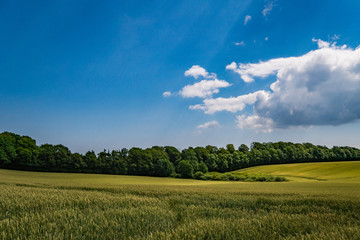 Field in the summer in Denmark