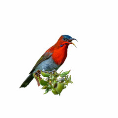 Crimson Sunbird or Aethopyga siparaja, beautiful red bird isolated perching on branch with white background.