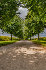 Avenue with trees