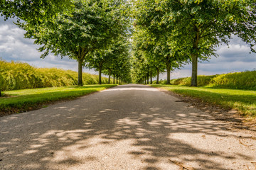 Avenue with trees