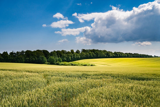 Field In The Summer In Denmark