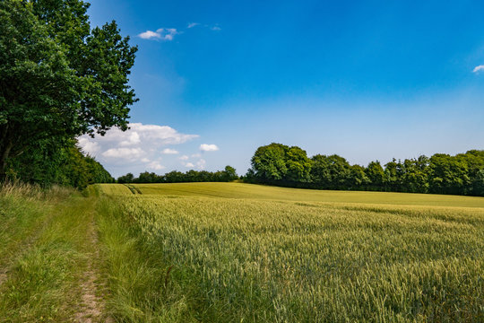 Field in the summer in Denmark