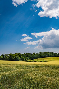 Field in the summer in Denmark