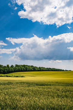 Field in the summer in Denmark