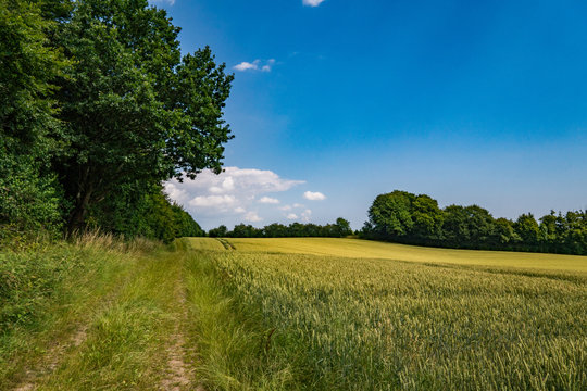 Field in the summer in Denmark