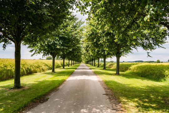 Avenue with trees