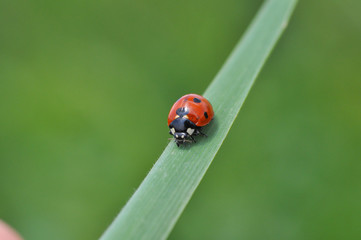 Ladybird sitting on grass in the meadow. Ladybug in nature