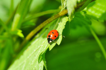 Fototapeta premium Ladybird sitting on grass in the meadow. Ladybug in nature