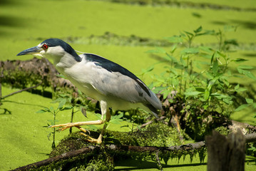 Black- crowned night heron