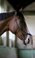 Head shot of a sporty saddle horse on training in riding hall