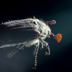 Chafer cockchafer macro photo