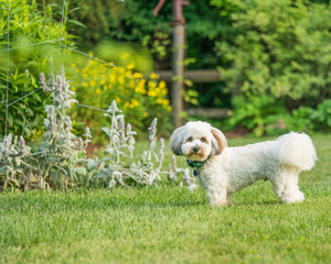 Coton de Tulear terrier dogs playing in a grassy park.