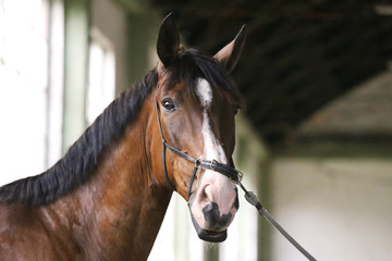Fototapeta premium Gentle racehorse looking at the camera in the riding hall