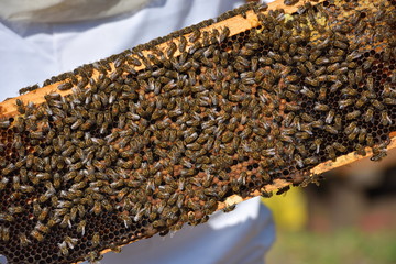 group of working bees on wooden frames