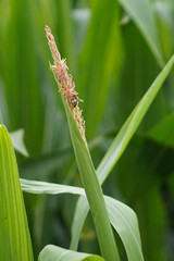 Fototapeta premium Maisfeld