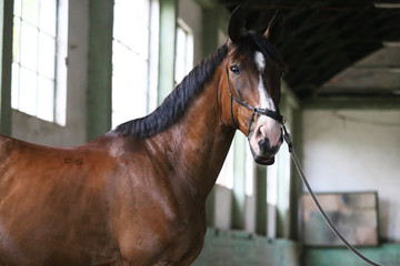 Racehorse looking at the camera in the  riding hall