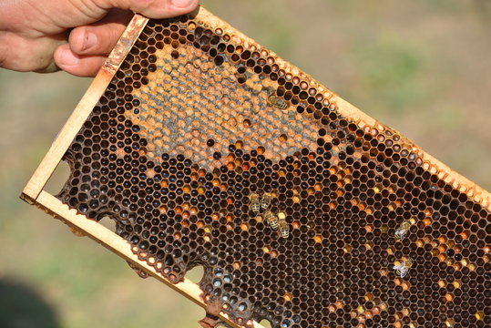 group of working bees on wooden frames